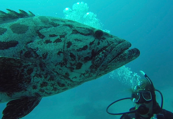 Dykning i Australien på studieophold