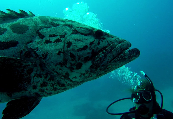 Månedens universitet: James mes Cook University, Australien