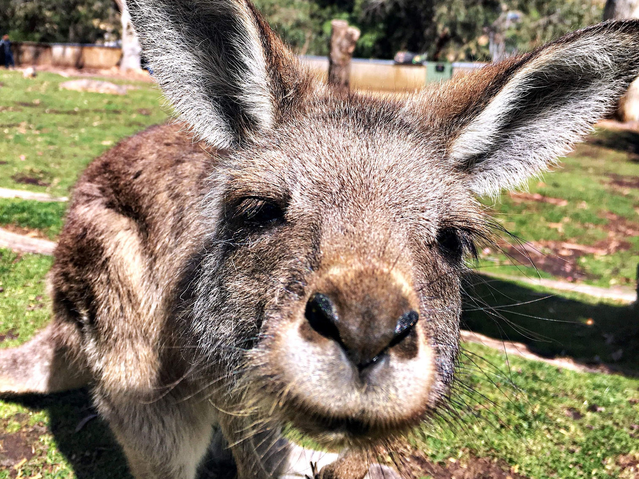Kænguru i Tasmanien