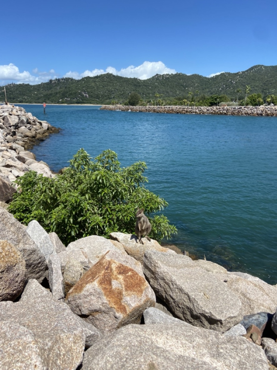 Smuk natur på James Cook University i Australien i Queensland