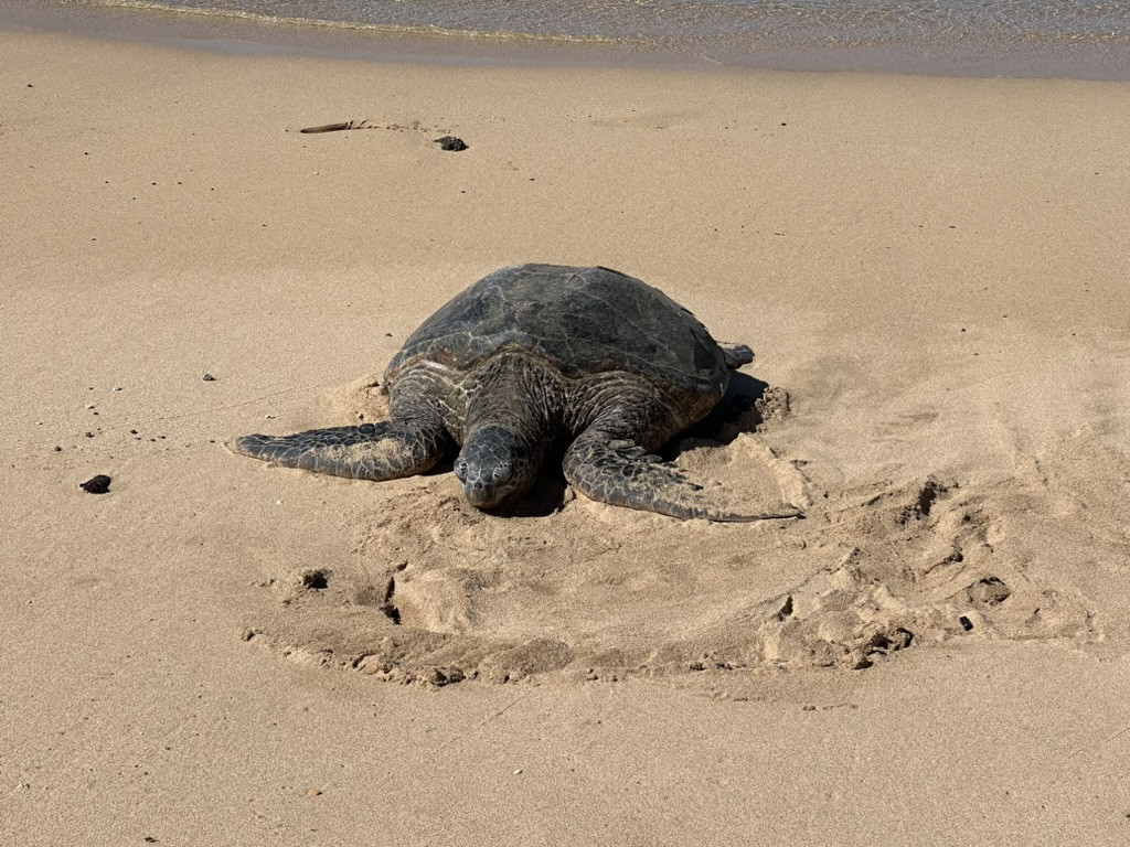 Udveksling på Hawaii