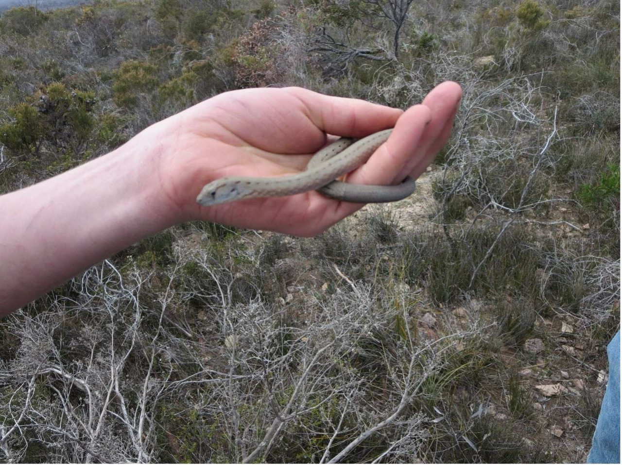 Et semester i Australien via EDU