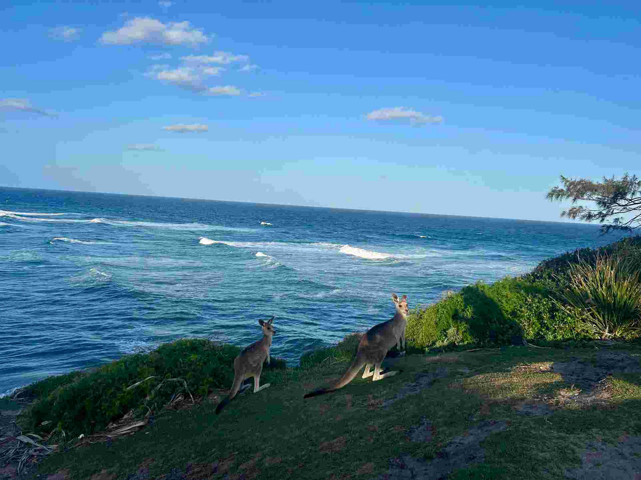 Naturen omkring Unievrsity of the Sunshine Coast