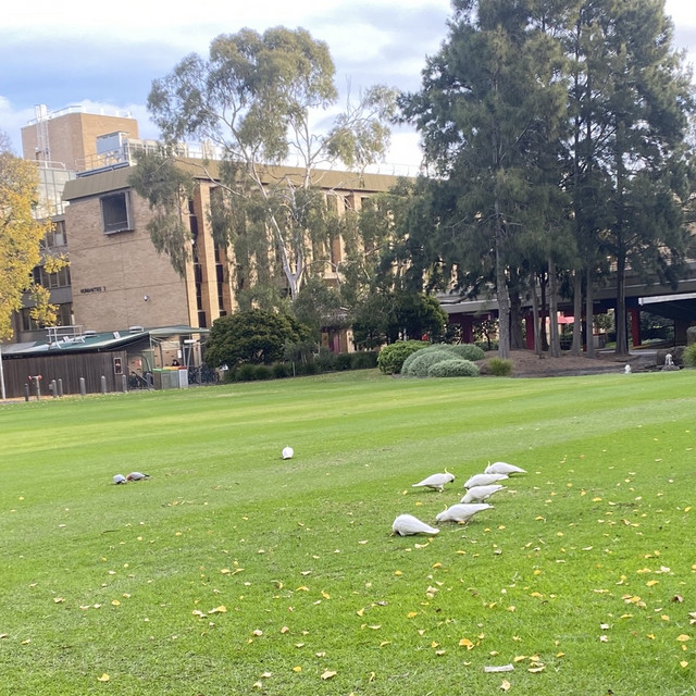 La Trobe University i Melbourne