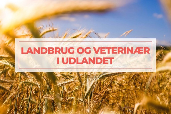 Veterinæruddannelse i udlandet 