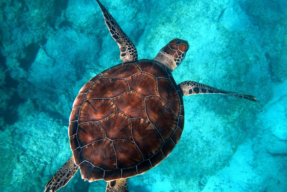 Læs marinebiologi i udlandet