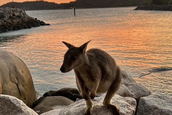 Studieophold i Australlien 